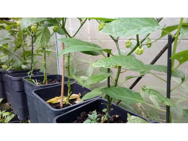 Surinaamse peper (Madamme Jeannette) planten 4,00 euro per p in ...